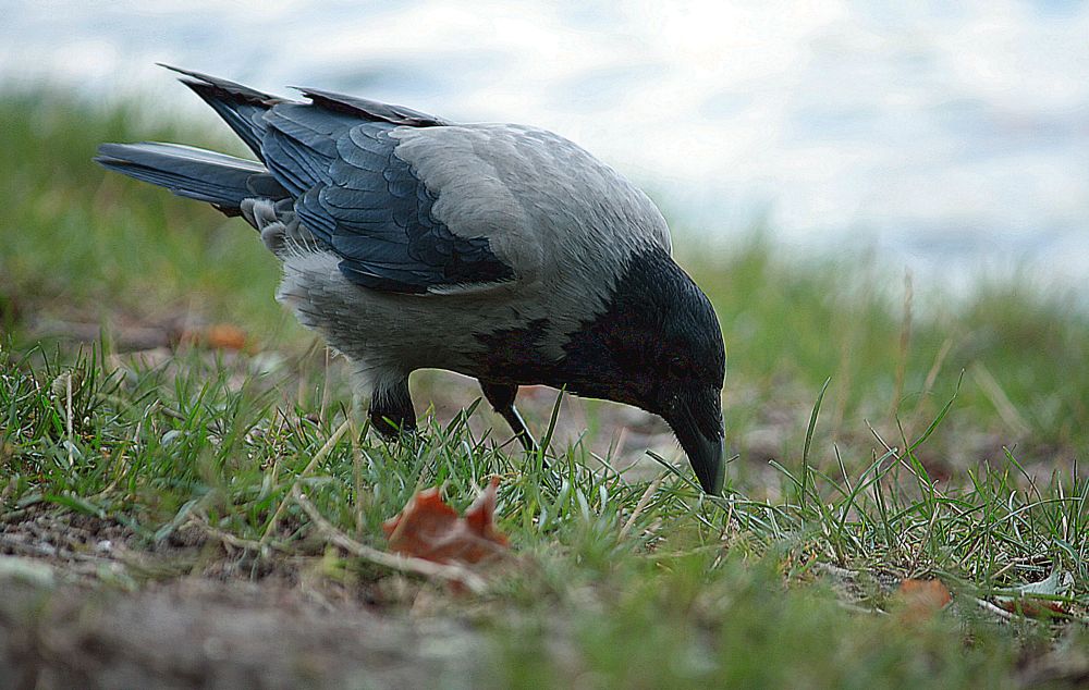 Nebelkrähe