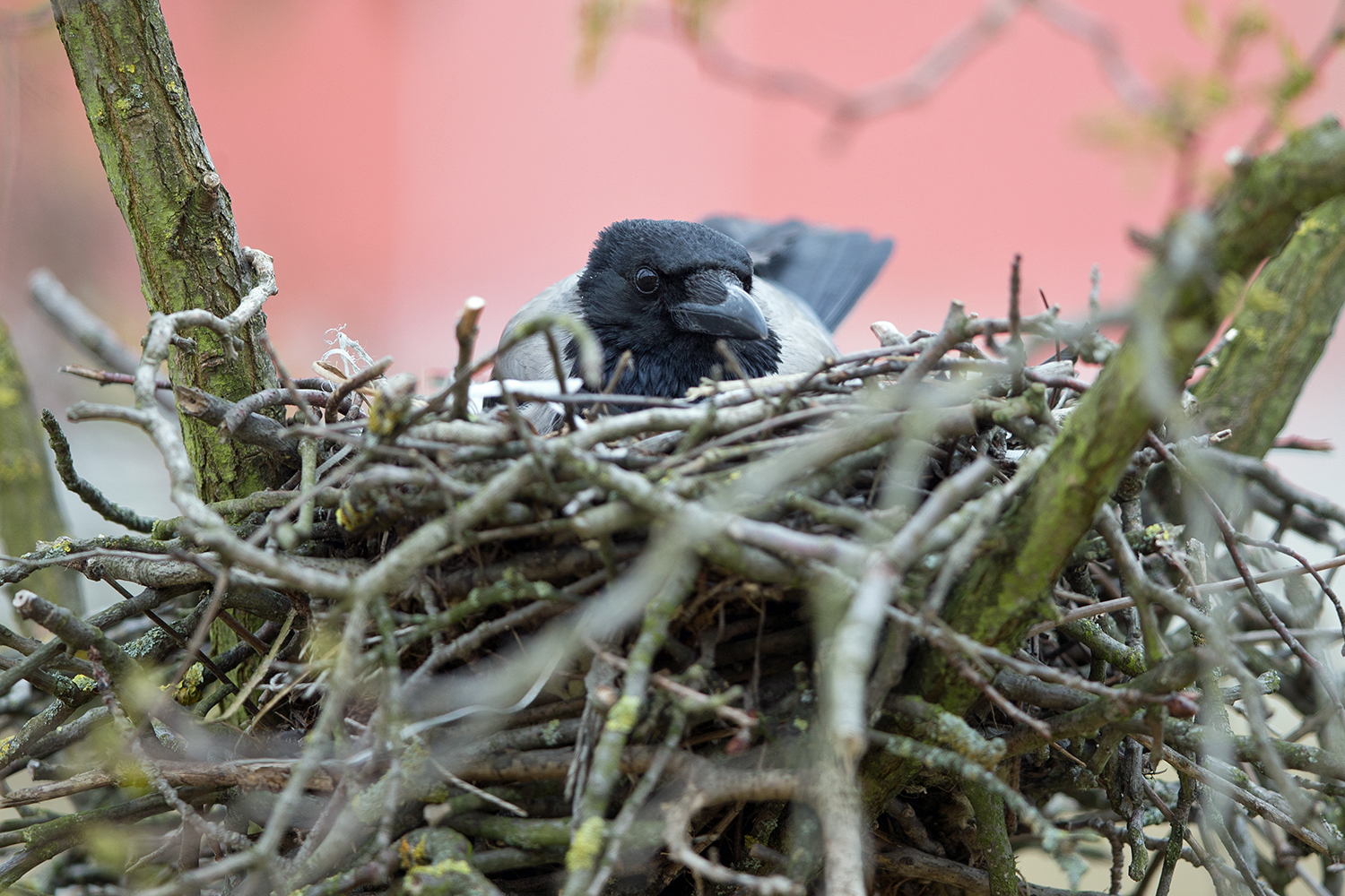 Nebelkrähe ganz hoch in der Baumkrone auf ihrem Nest