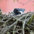 Nebelkrähe ganz hoch in der Baumkrone auf ihrem Nest