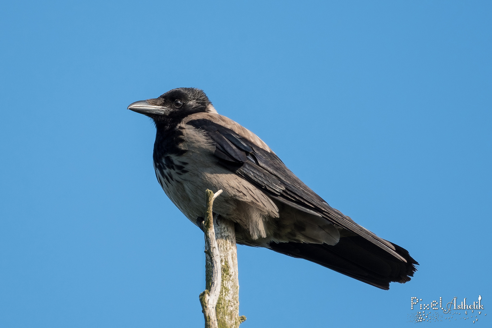 Nebelkrähe hat den Überblick Foto & Bild sommer, natur, rabe Bilder