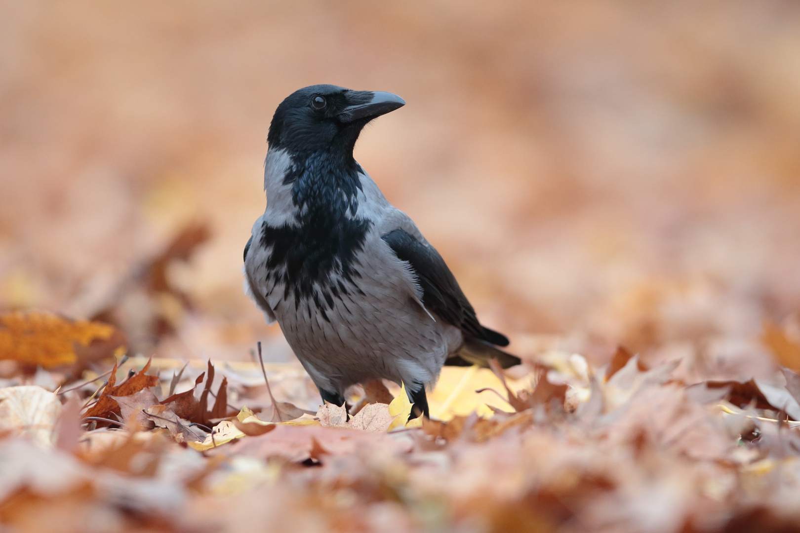 Nebelkrähe im Herbstlaub