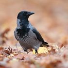 Nebelkrähe im Herbstlaub