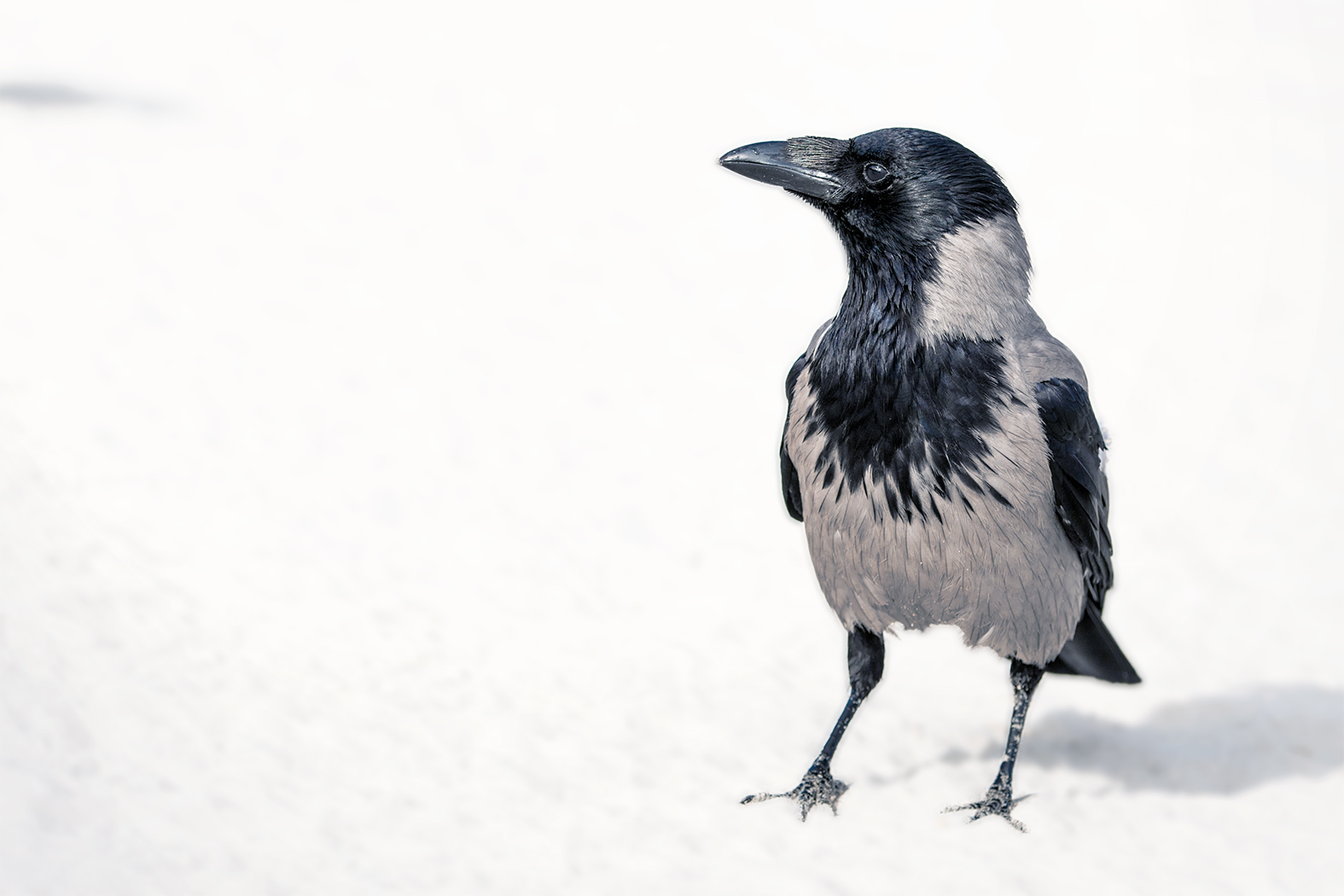 Nebelkrähe im Schnee