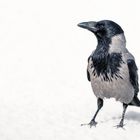 Nebelkrähe im Schnee