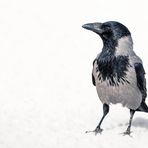 Nebelkrähe im Schnee (Ergänzung)