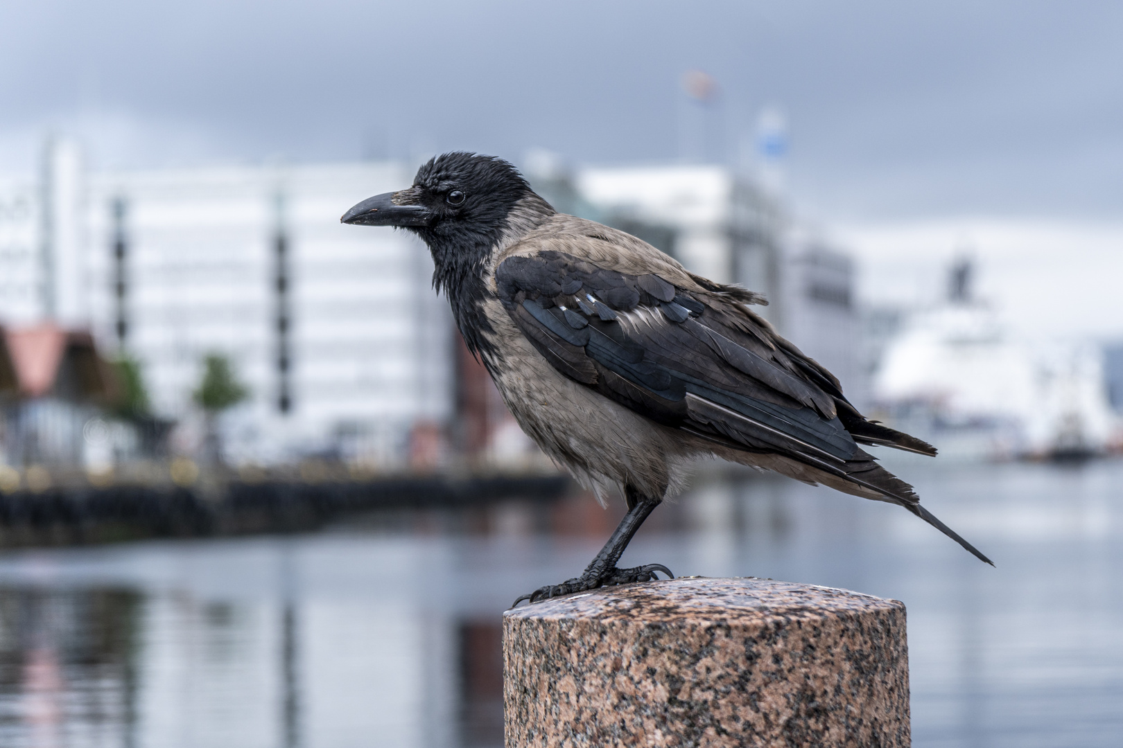 Nebelkrähe im urbanen Raum