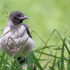 Nebelkrähe Jungvogel