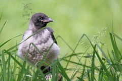 Nebelkrähe Jungvogel