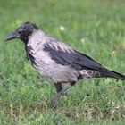 Nebelkrähe, Jungvogel, (Corvus cornix), hooded crow, Corneja