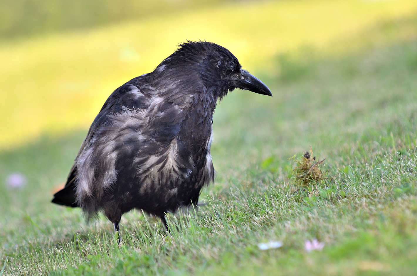 Nebelkrähe juvenil, (Corvus cornix), Hooded crow, Corneja cenicienta