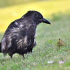 Nebelkrähe juvenil, (Corvus cornix), Hooded crow, Corneja cenicienta