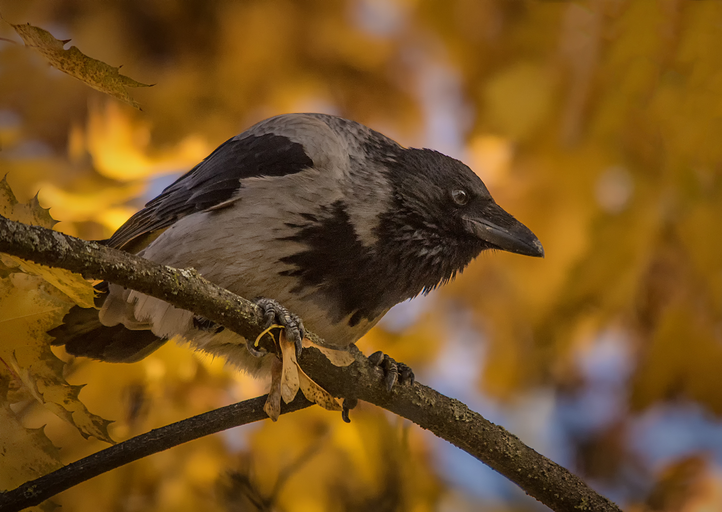 Nebelkrähe mit Herbstlaub