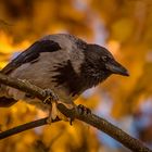 Nebelkrähe mit Herbstlaub