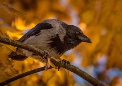 Nebelkrähe mit Herbstlaub