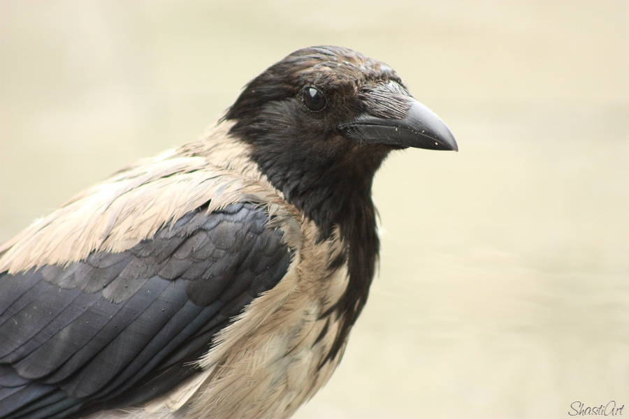 Nebelkrähe, Portrait