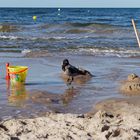 Nebelkrähe spielt am Strand