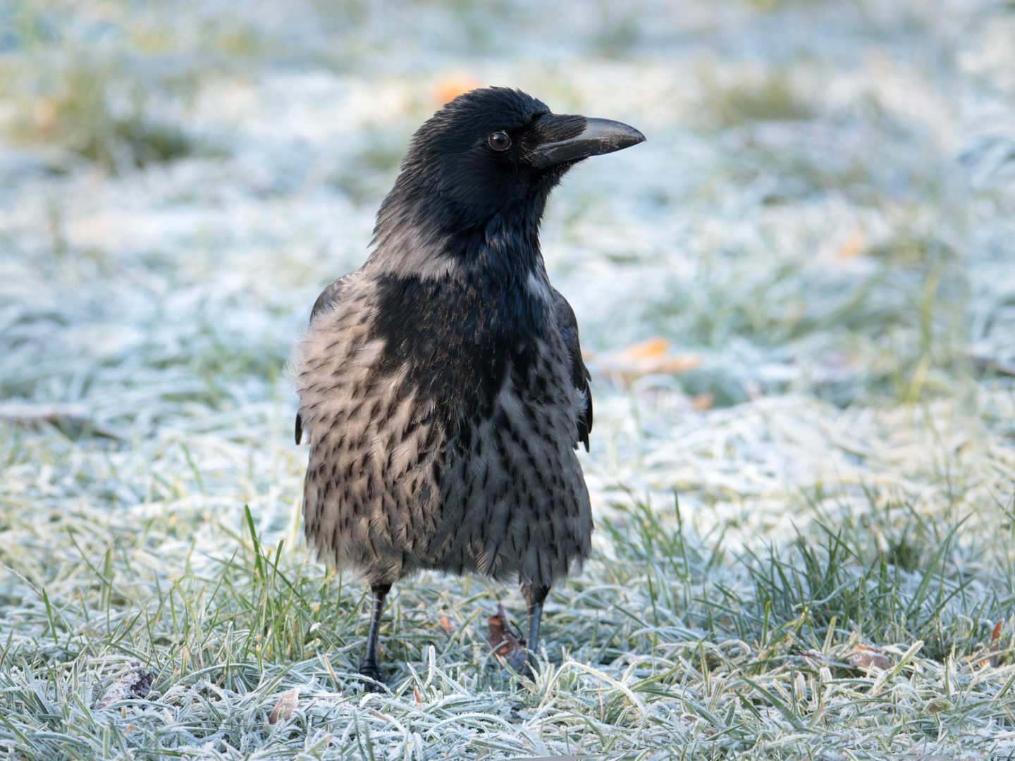 Nebelkrähe und Eiszeit