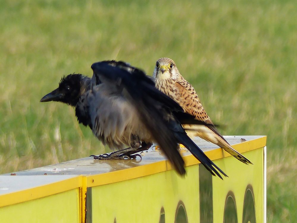 Nebelkrähe und Turmfalke