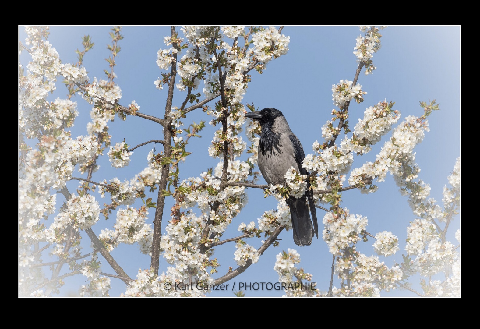 Nebelkrähe zwischen Kirschblüten