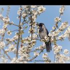 Nebelkrähe zwischen Kirschblüten