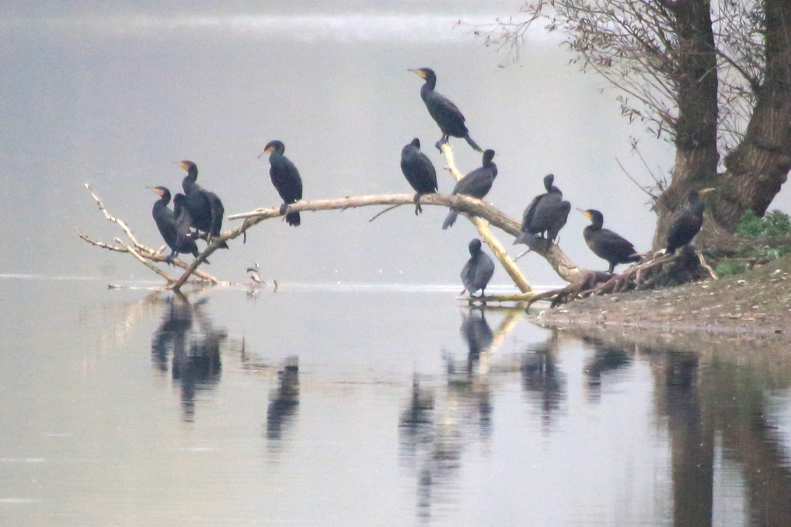 Nebelkrähen