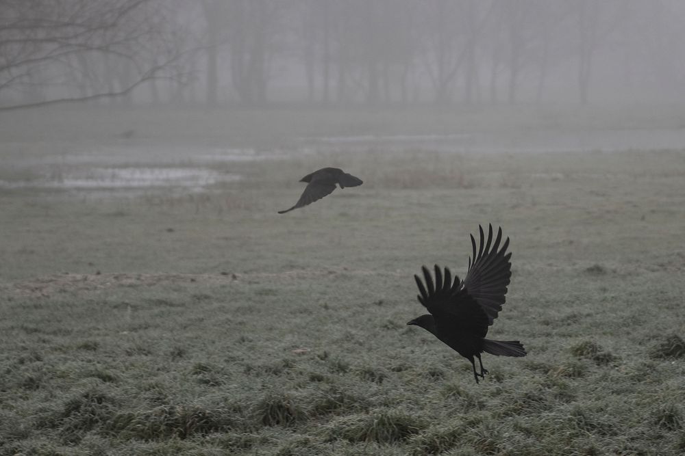 Nebelkrähen