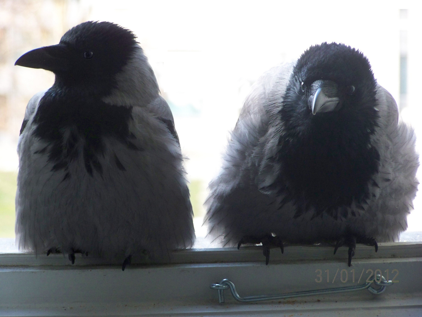 Nebelkrähen am Fenster