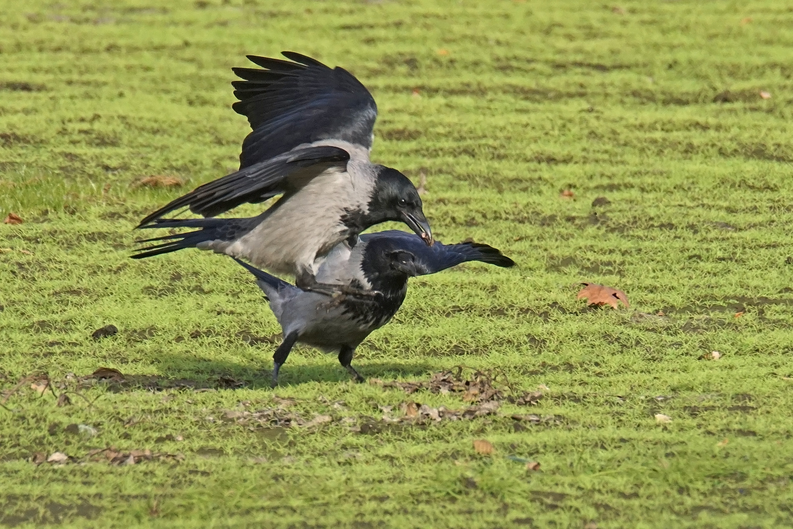 Nebelkrähen (Corvus corone cornix)