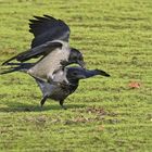 Nebelkrähen (Corvus corone cornix)