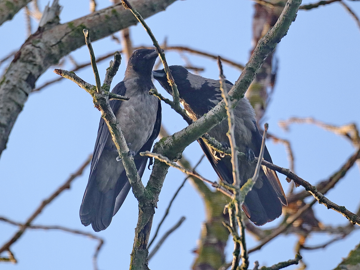 Nebelkrähen (juv)