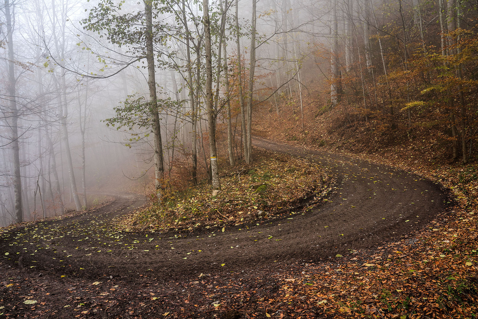 Nebelkurve im Wald