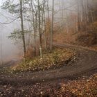 Nebelkurve im Wald