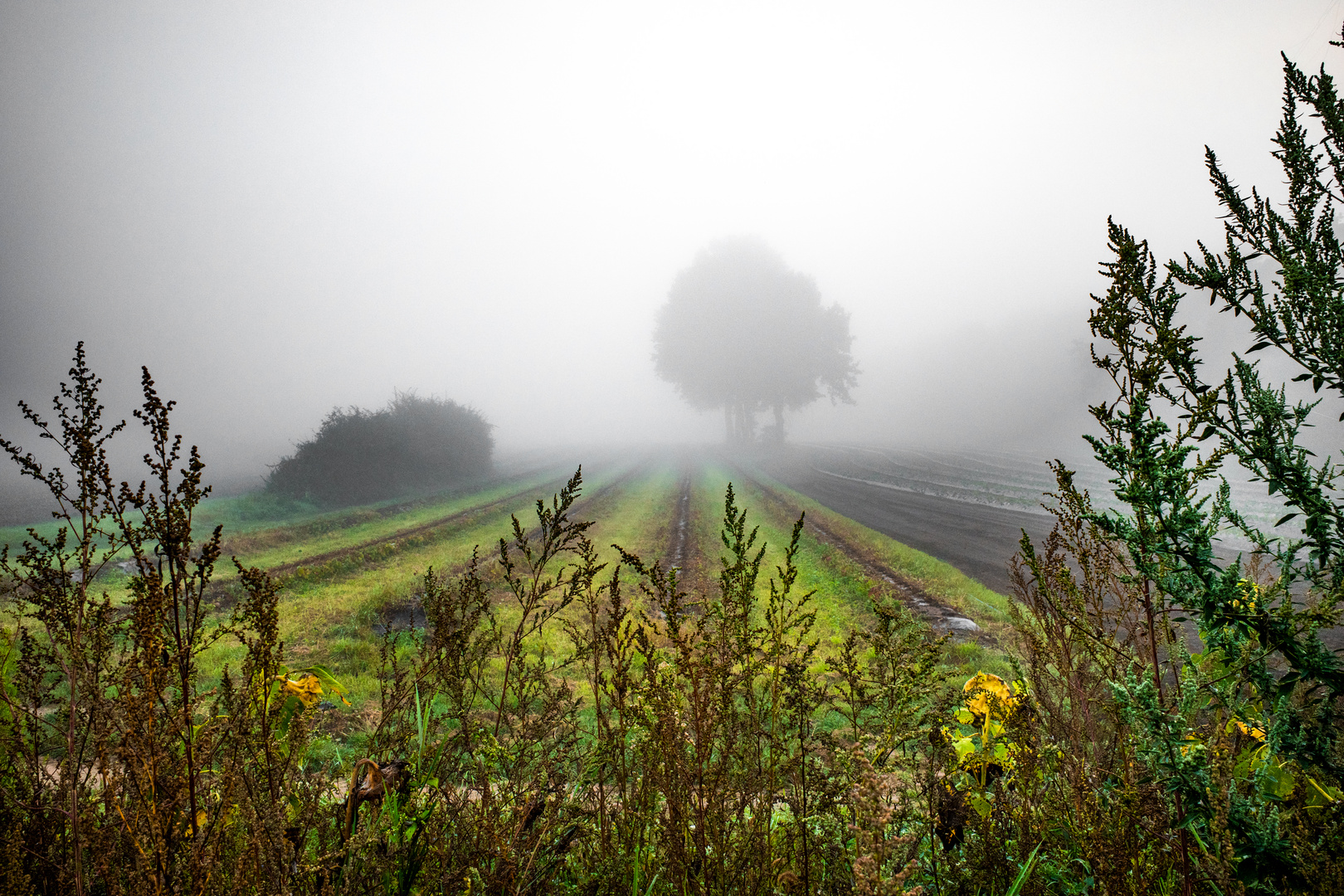 Nebellandschaft