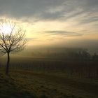 Nebellandschaft am Bodensee