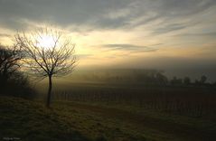 Nebellandschaft am Bodensee