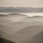 Nebellandschaft auf dem Uetliberg