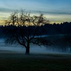 Nebellandschaft beim Sonnenuntergang