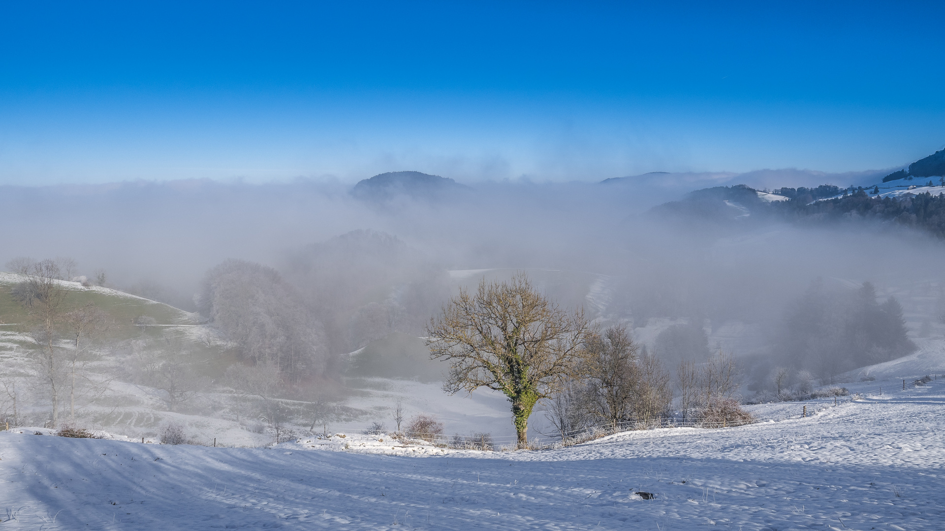 Nebellandschaft