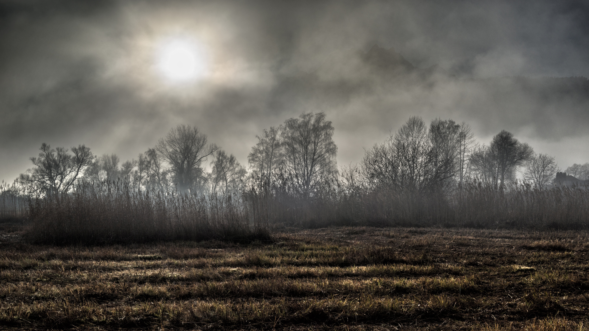 Nebellandschaft im Gegenlicht