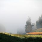 Nebellandschaft im Herzogtum Lauenburg