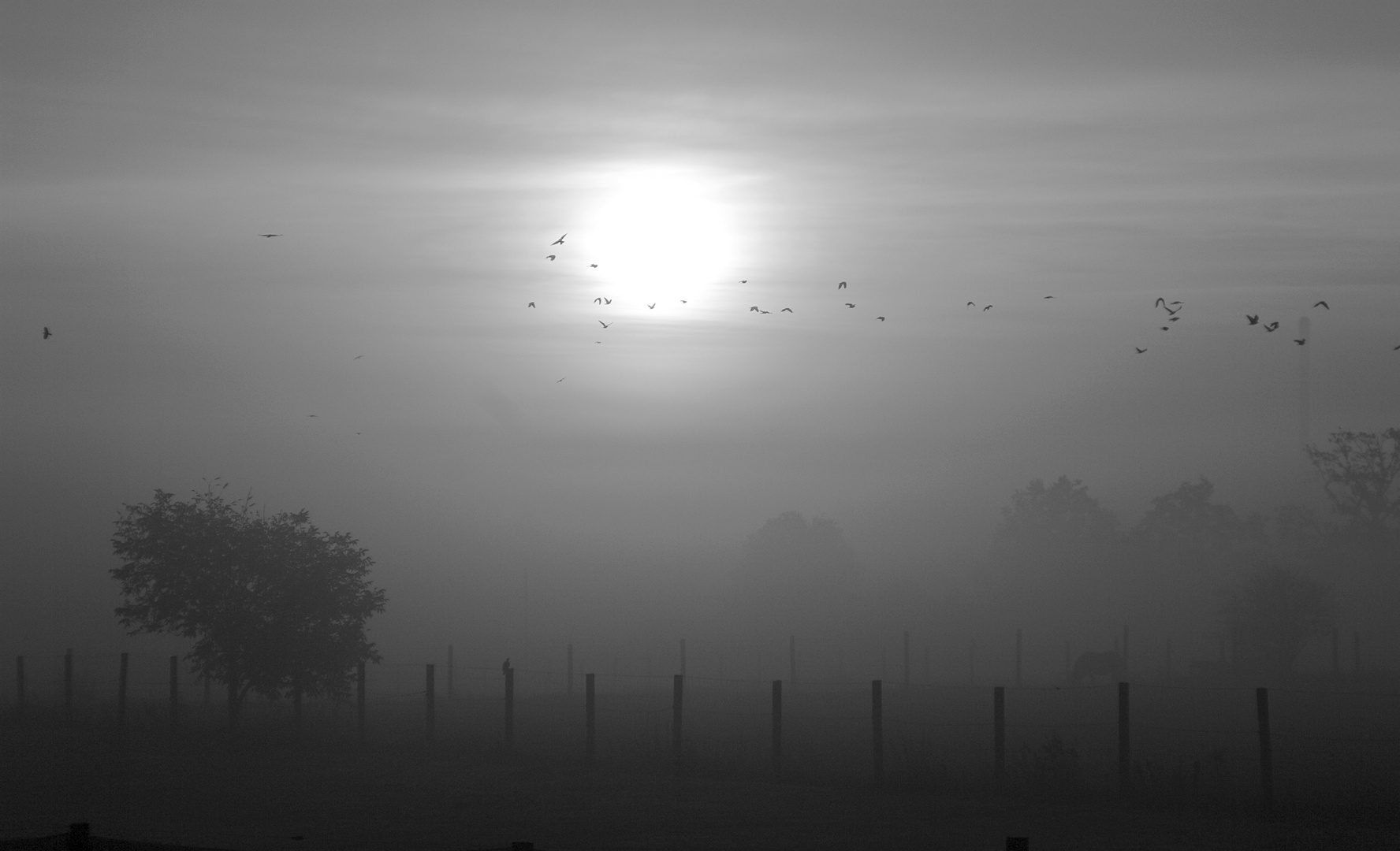 Nebellandschaft in Monochrome