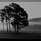 Nebellandschaft Mar Lodge Estate bei Braemar, Schottland