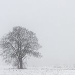 NEBELLANDSCHAFT MIT BAUM