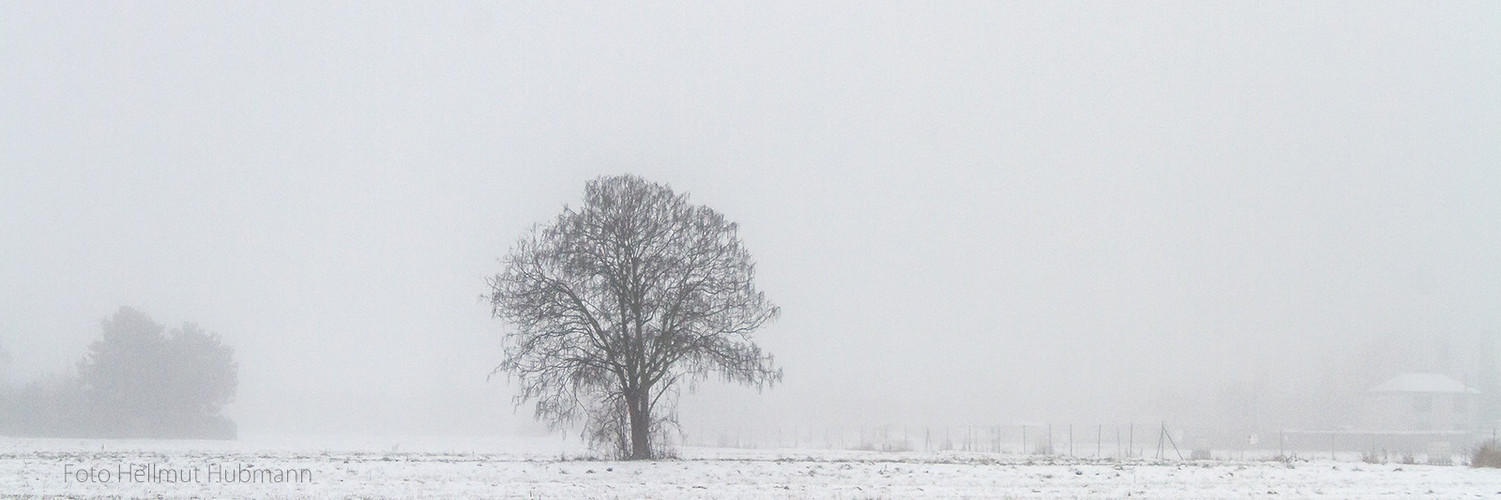 NEBELLANDSCHAFT MIT BAUM