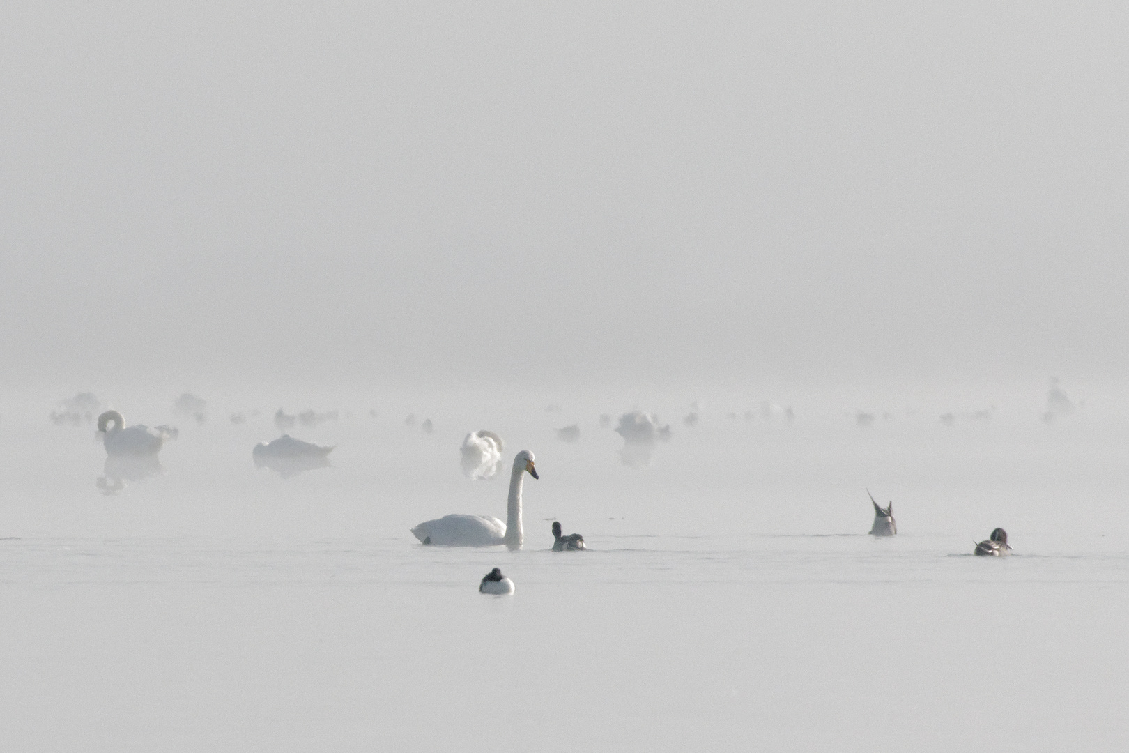 Nebellandschaft mit Singschwan