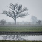 Nebellandschaft mit Spiegelung