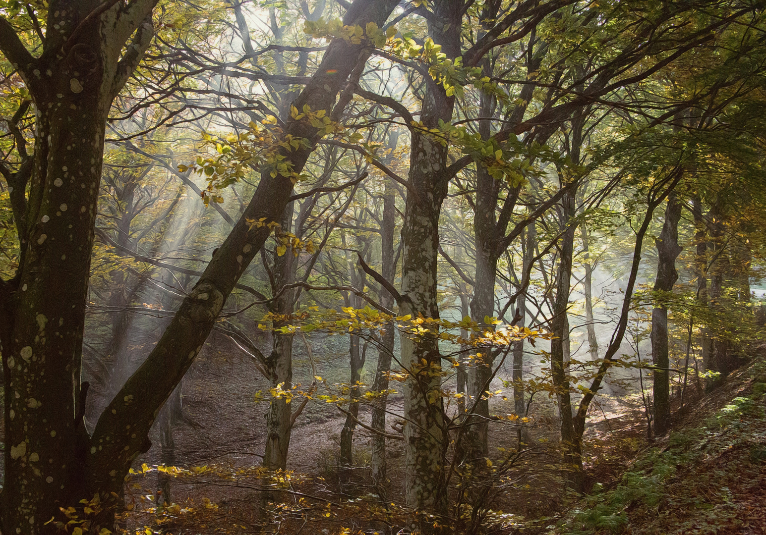 Nebellicht im Herbstwald