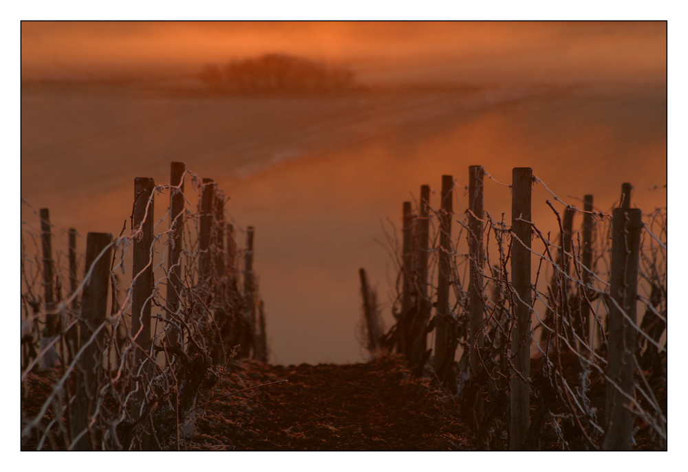 Nebellicht im Winterweinberg