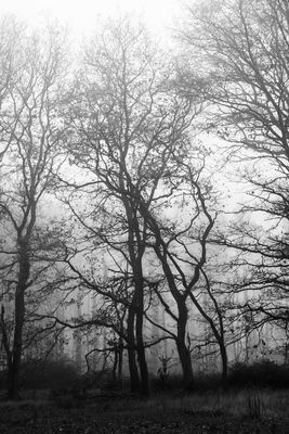 N.e.b.e.l.m.ä.r.c.h.e.n.w.a.l.d.