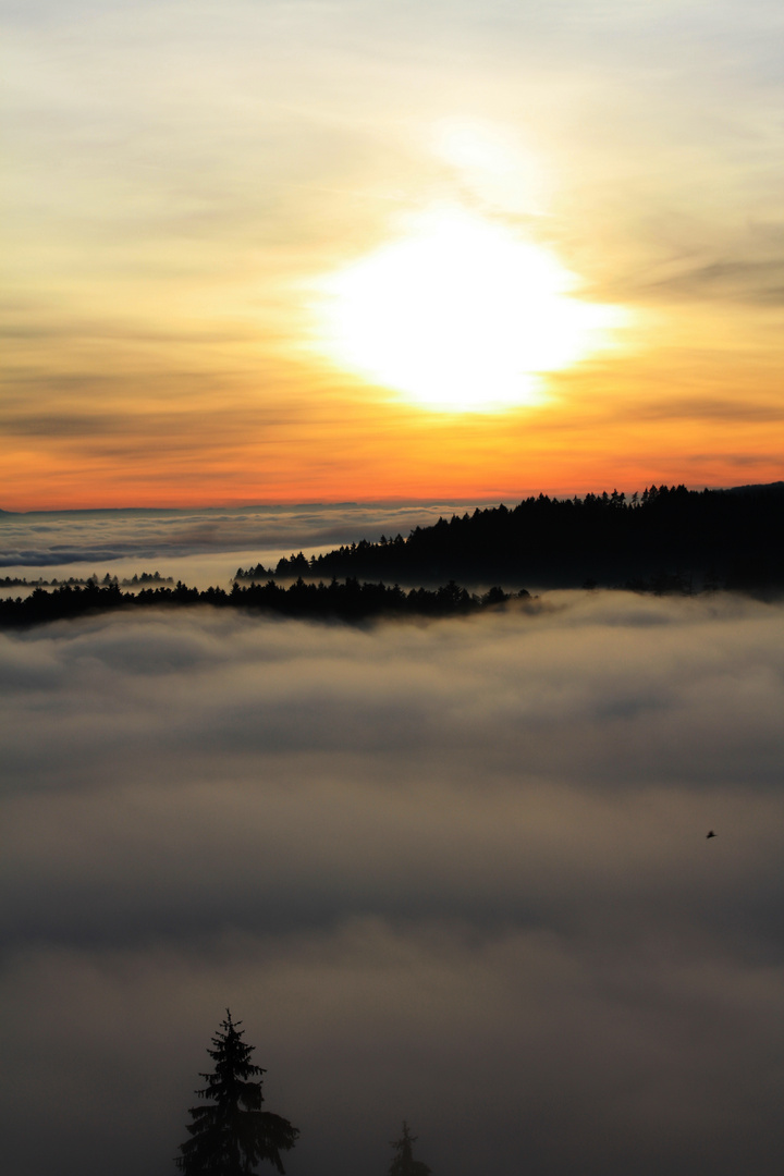 Nebelmeer im Schwarzwald